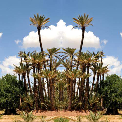 photographie plasticienne de la série ''le végétal fantastique'' 5585- 100x100 cm éd.7